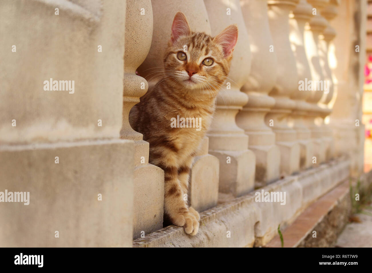 cat sitting sainte-catherine