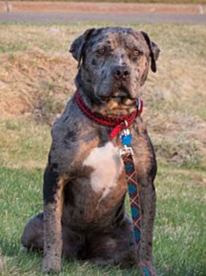 catahoula american bulldog