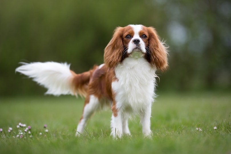 cavalier king charles hypoallergenic