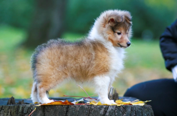 sheltie puppies for sale uk