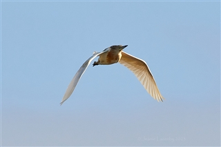 lancashire birds latest sightings