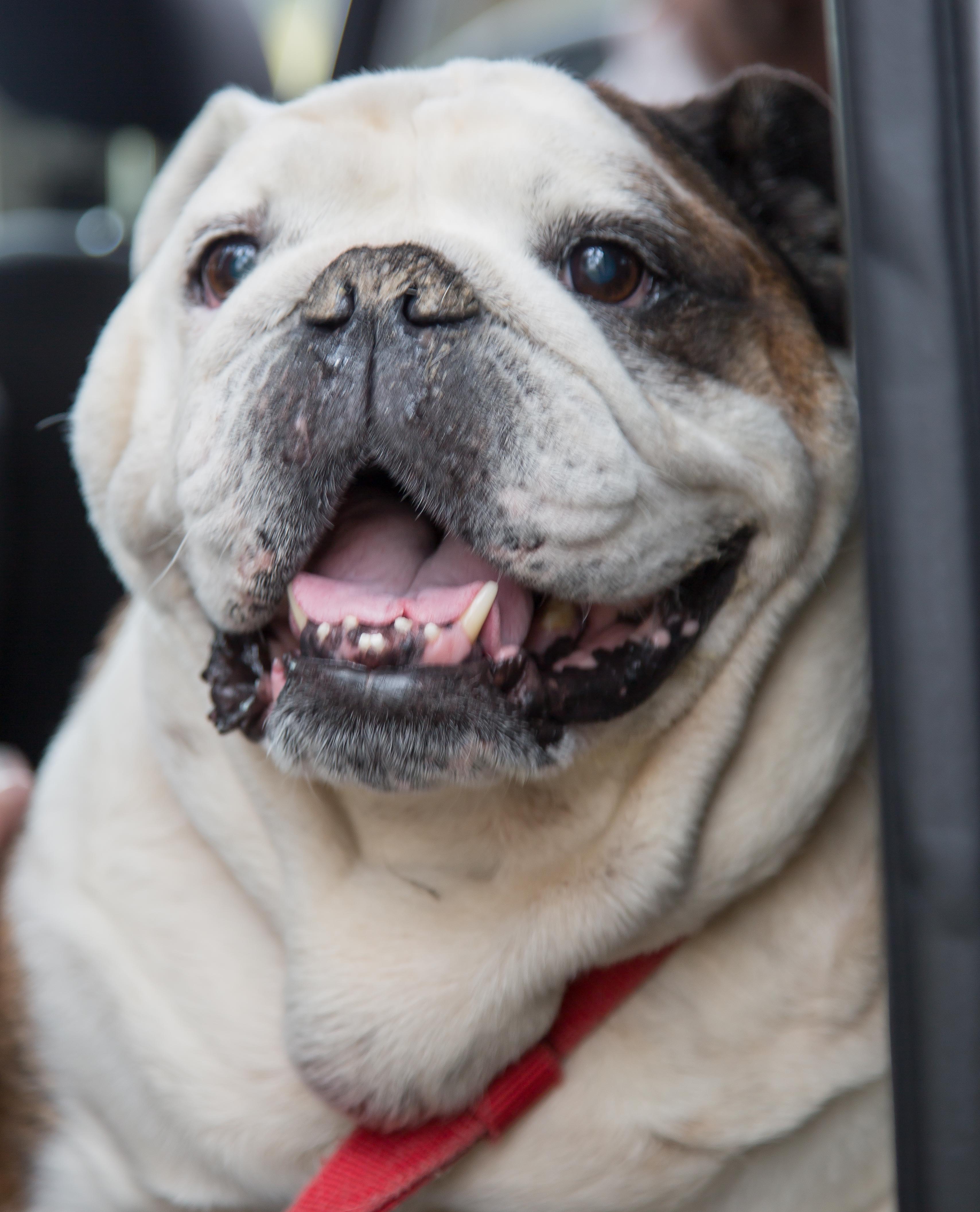 bulldog rescue texas