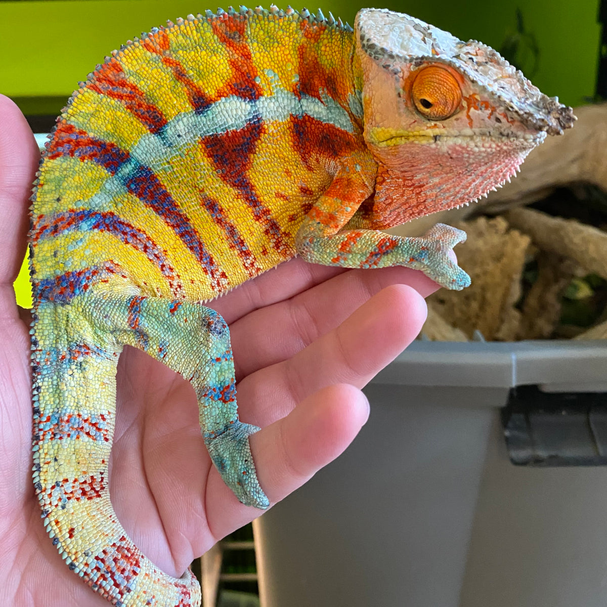 chameleon reptile for sale