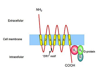 chemokine