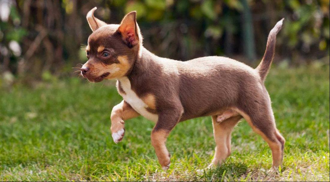 chihuahua for sale