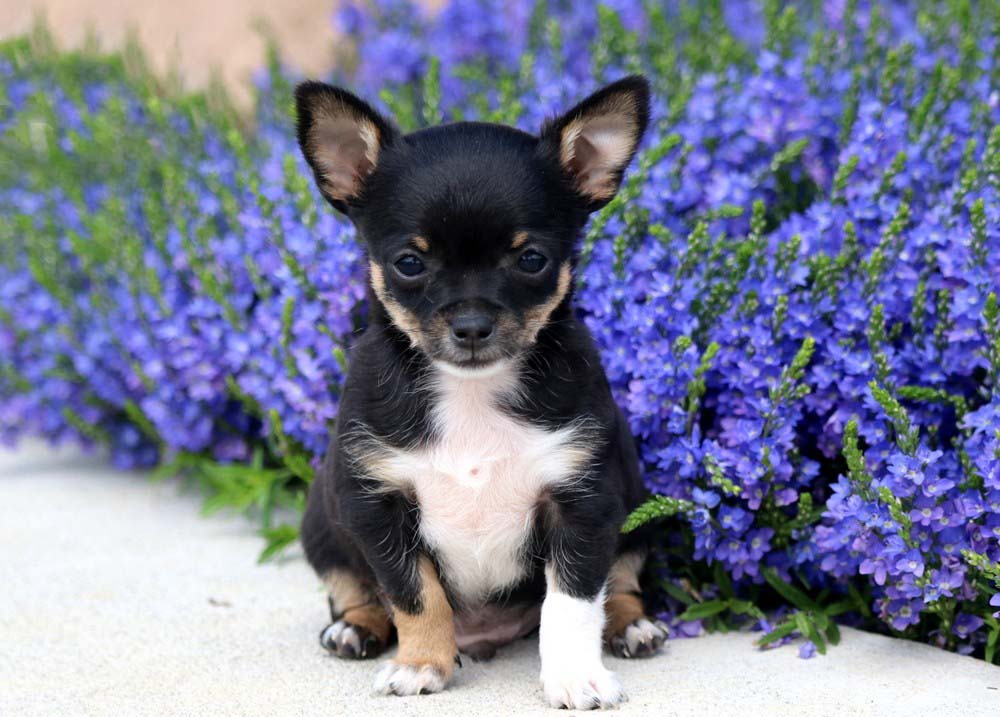 chiuahua puppies for sale