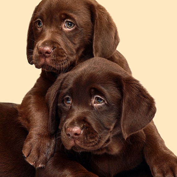 chocolate labrador puppies