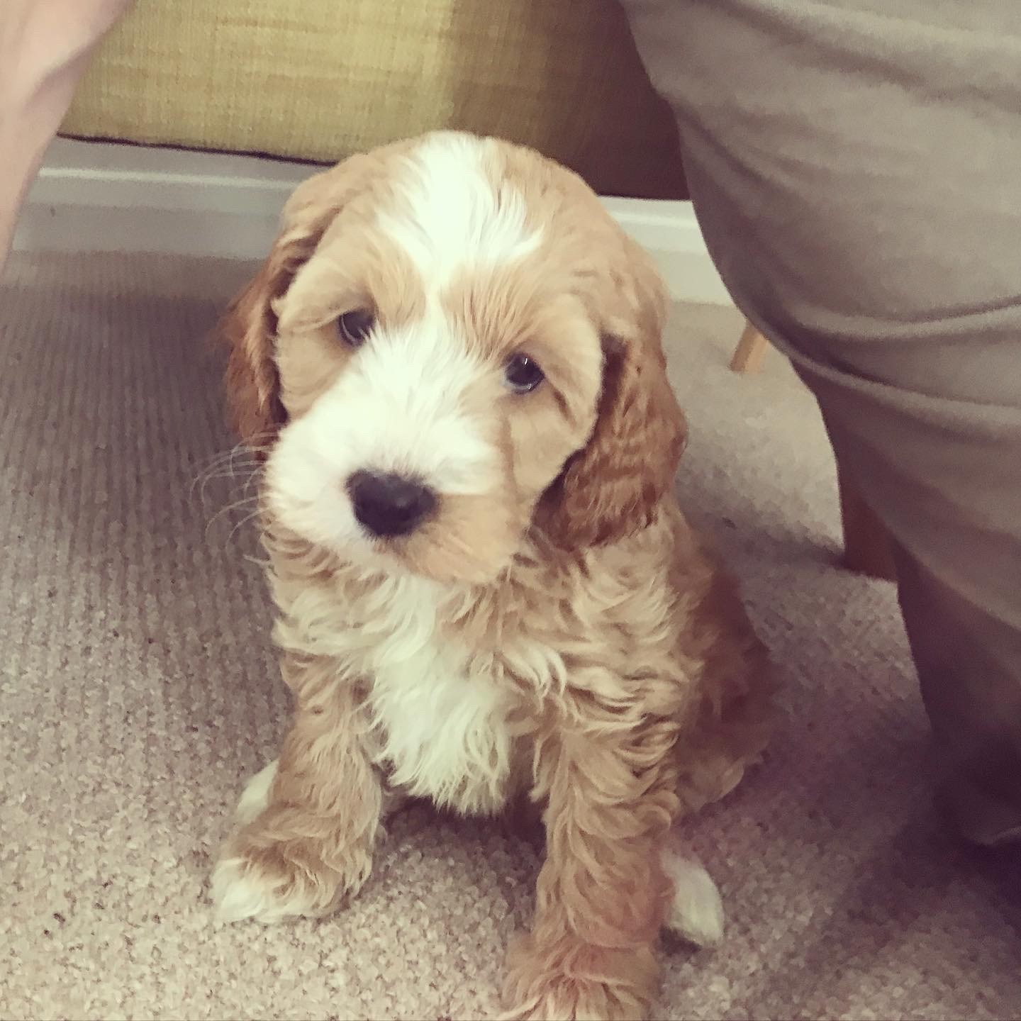 cockapoo puppies bc