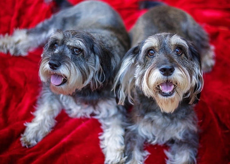 cocker spaniel and schnauzer mix