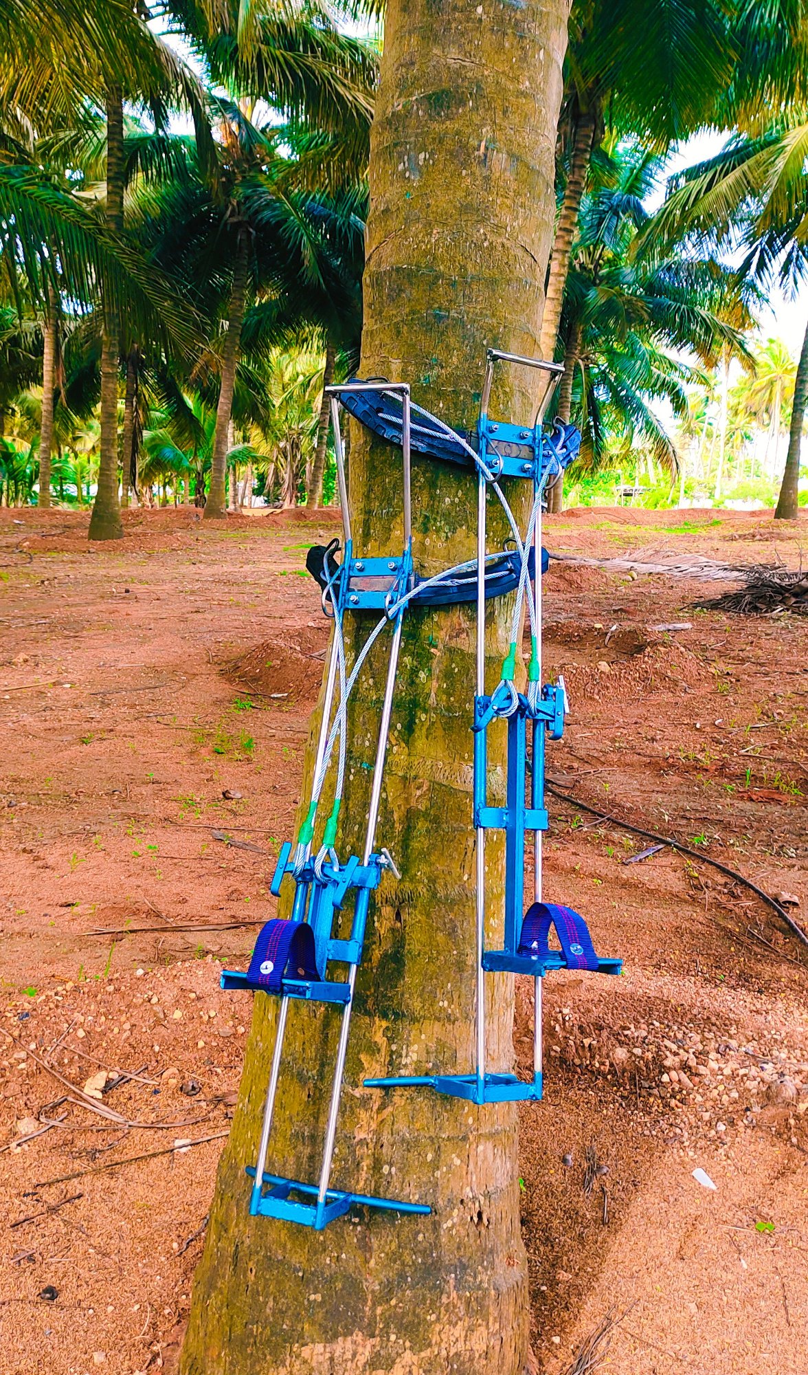 coconut tree climber near me