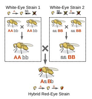 complementation