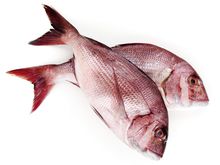 corvina translation