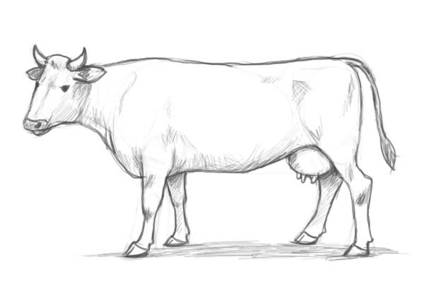 cow sketch