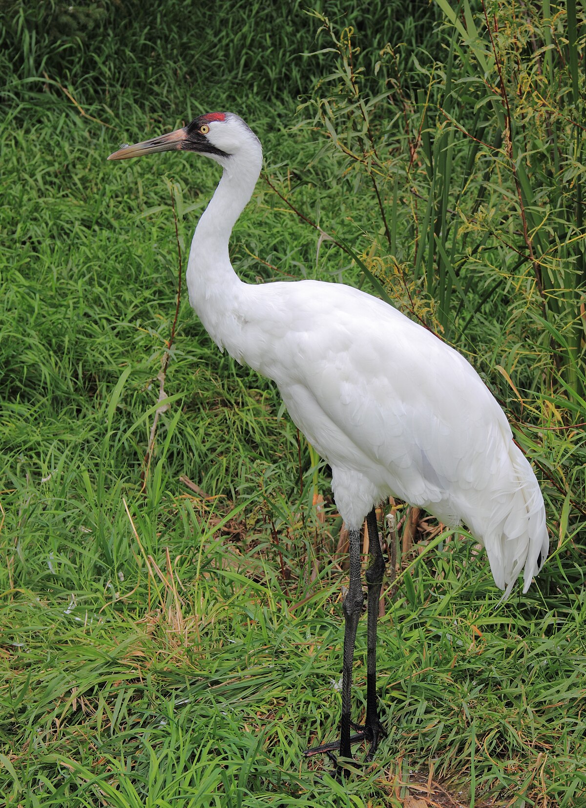 crane synonym