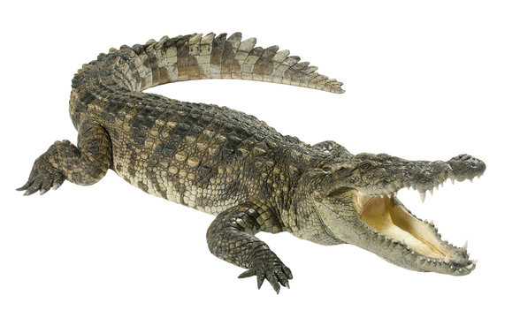 crocodile images hd