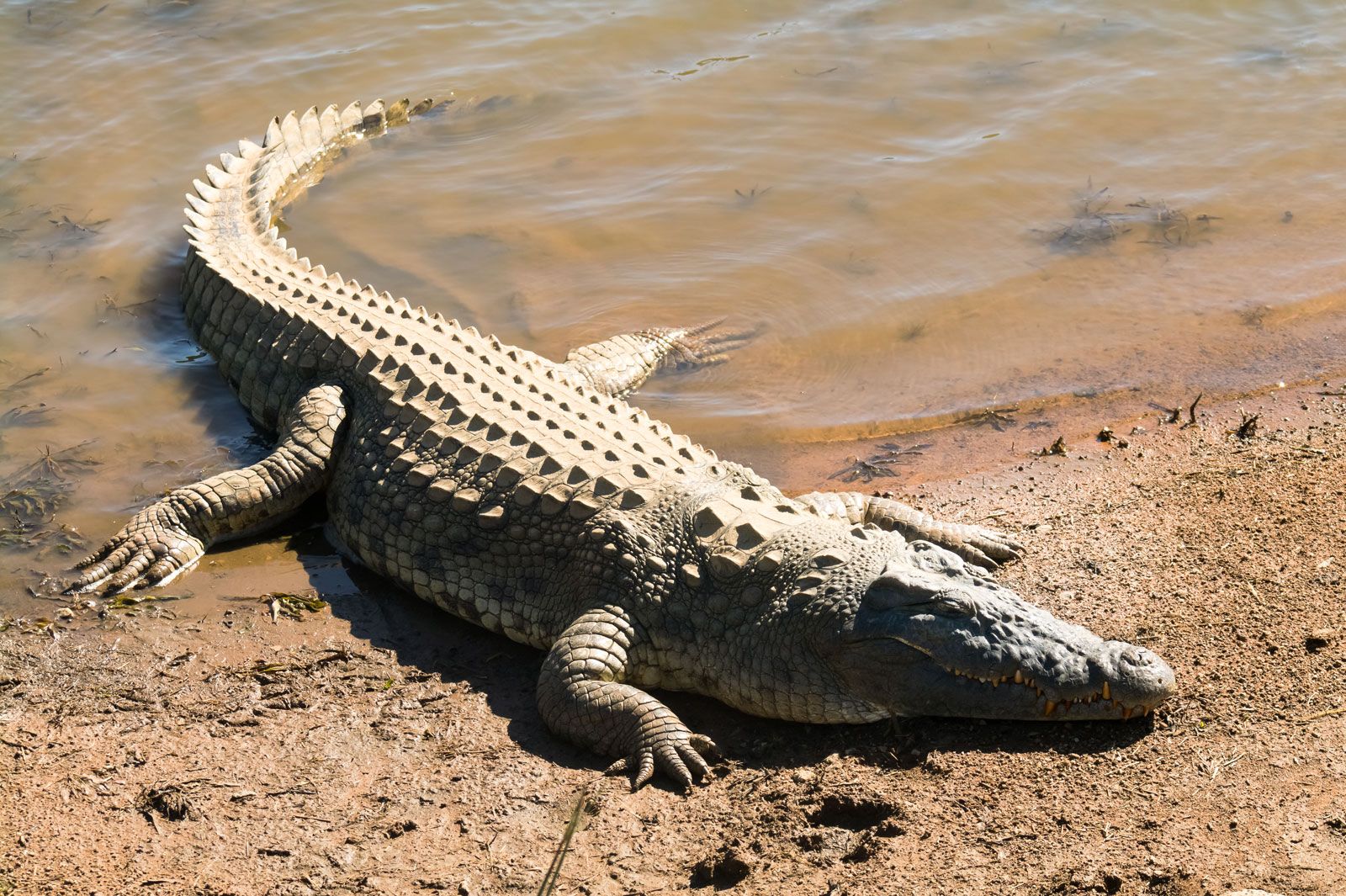 crocodile pictures