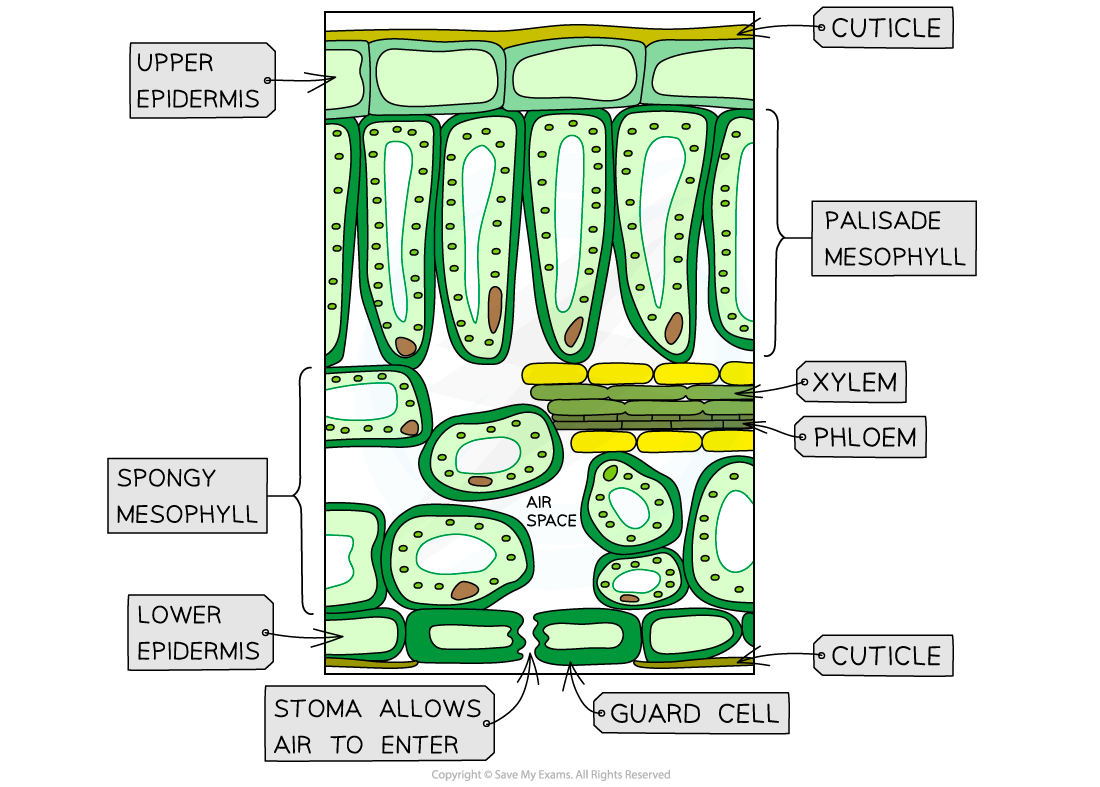 cross section of a leaf gcse