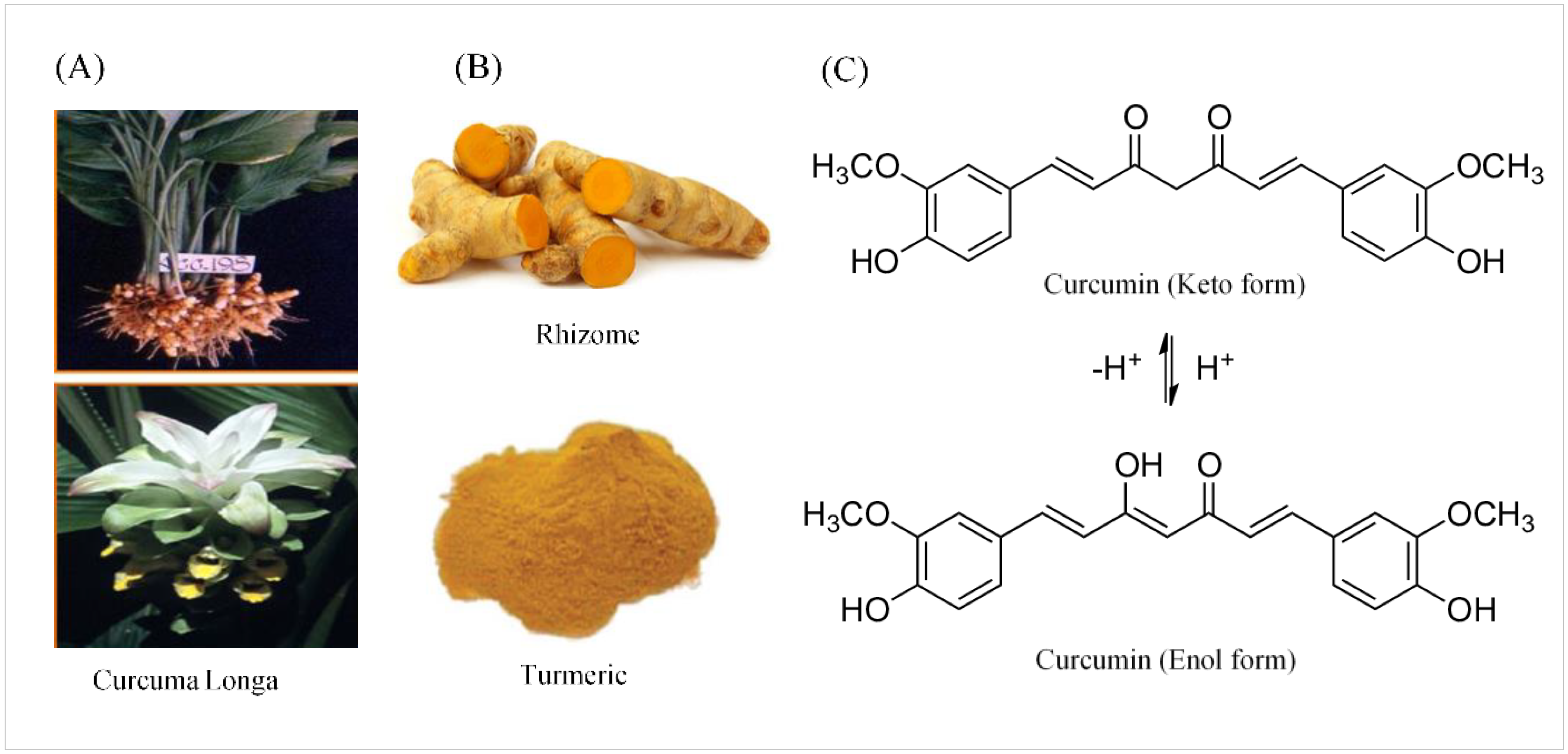 curcuma pubmed