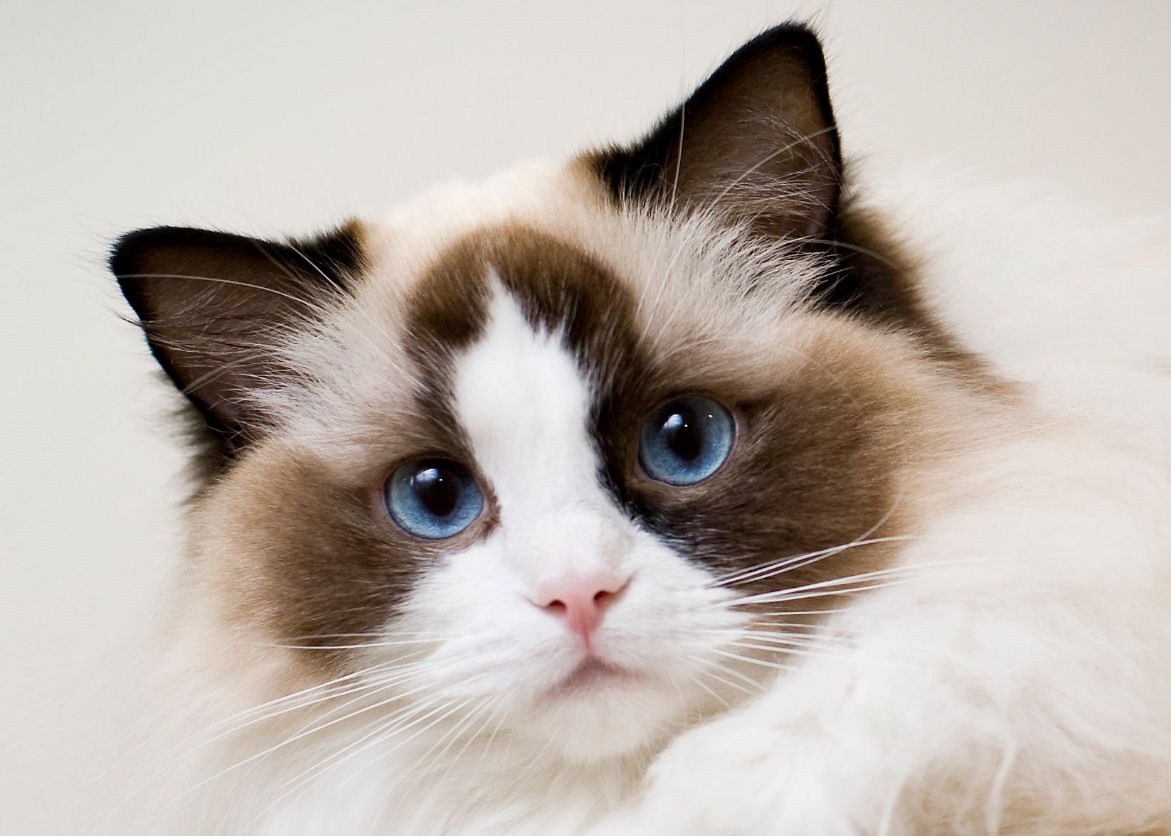 cute ragdoll