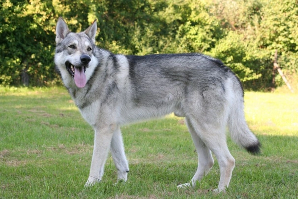 czech wolfdog uk