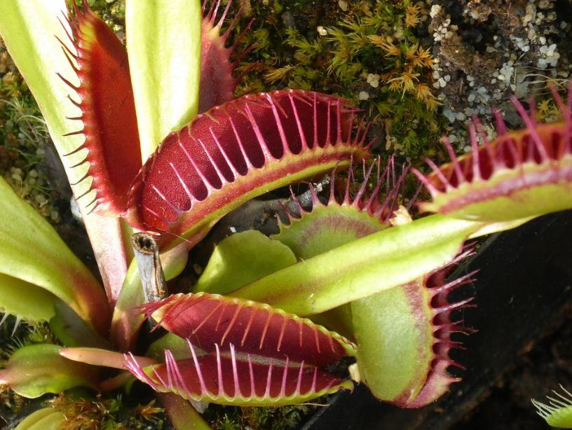 venus fly trap vancouver