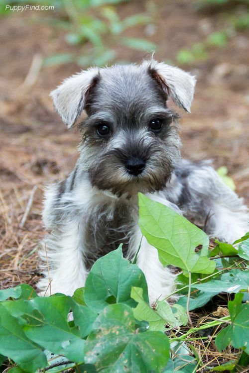 miniature schnauzer puppies for sale