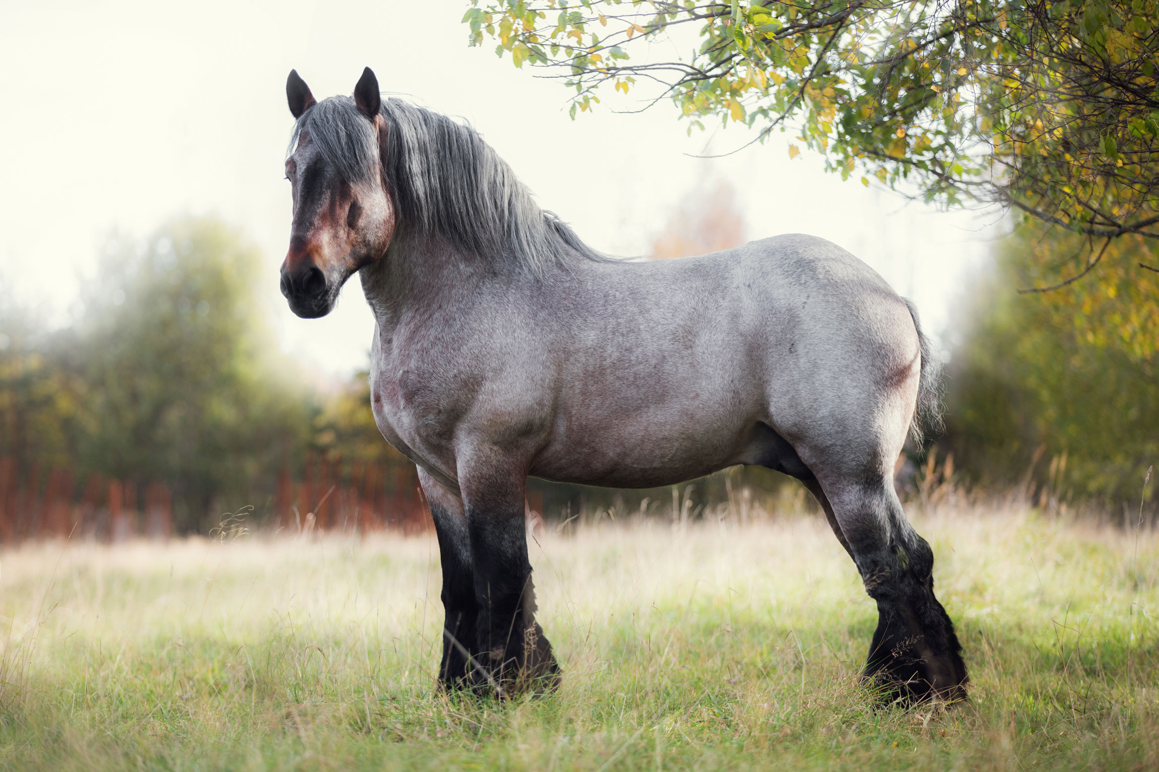 belgian draught horse for sale