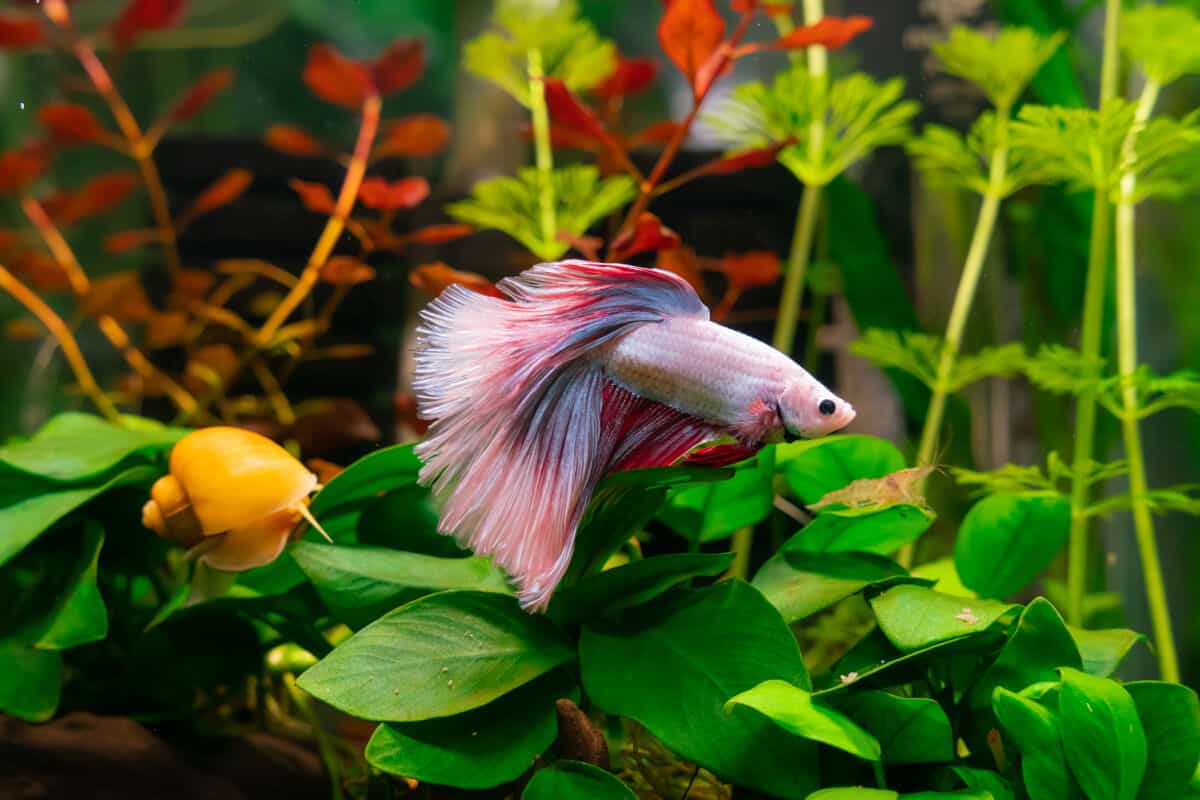 betta fish plants