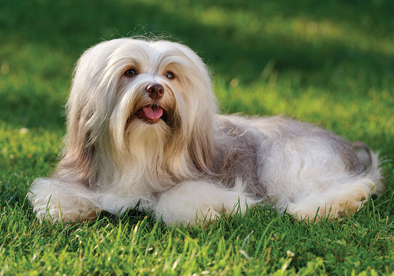 do havanese dogs shed