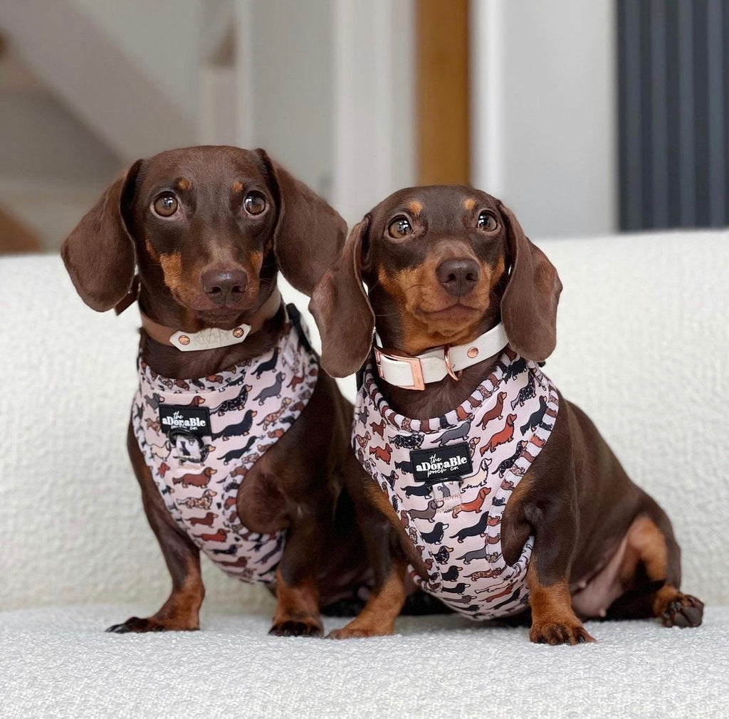 harness miniature dachshund