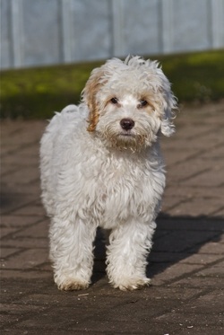 rehome a cockapoo