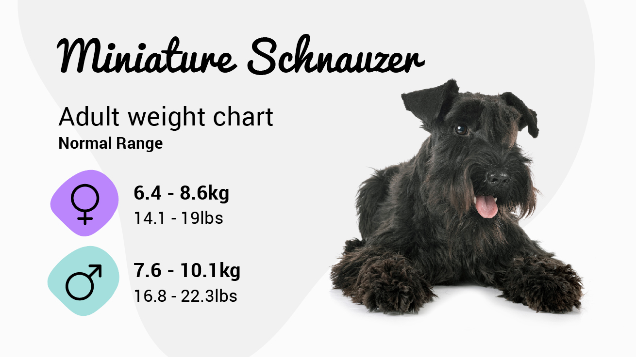 weight miniature schnauzer