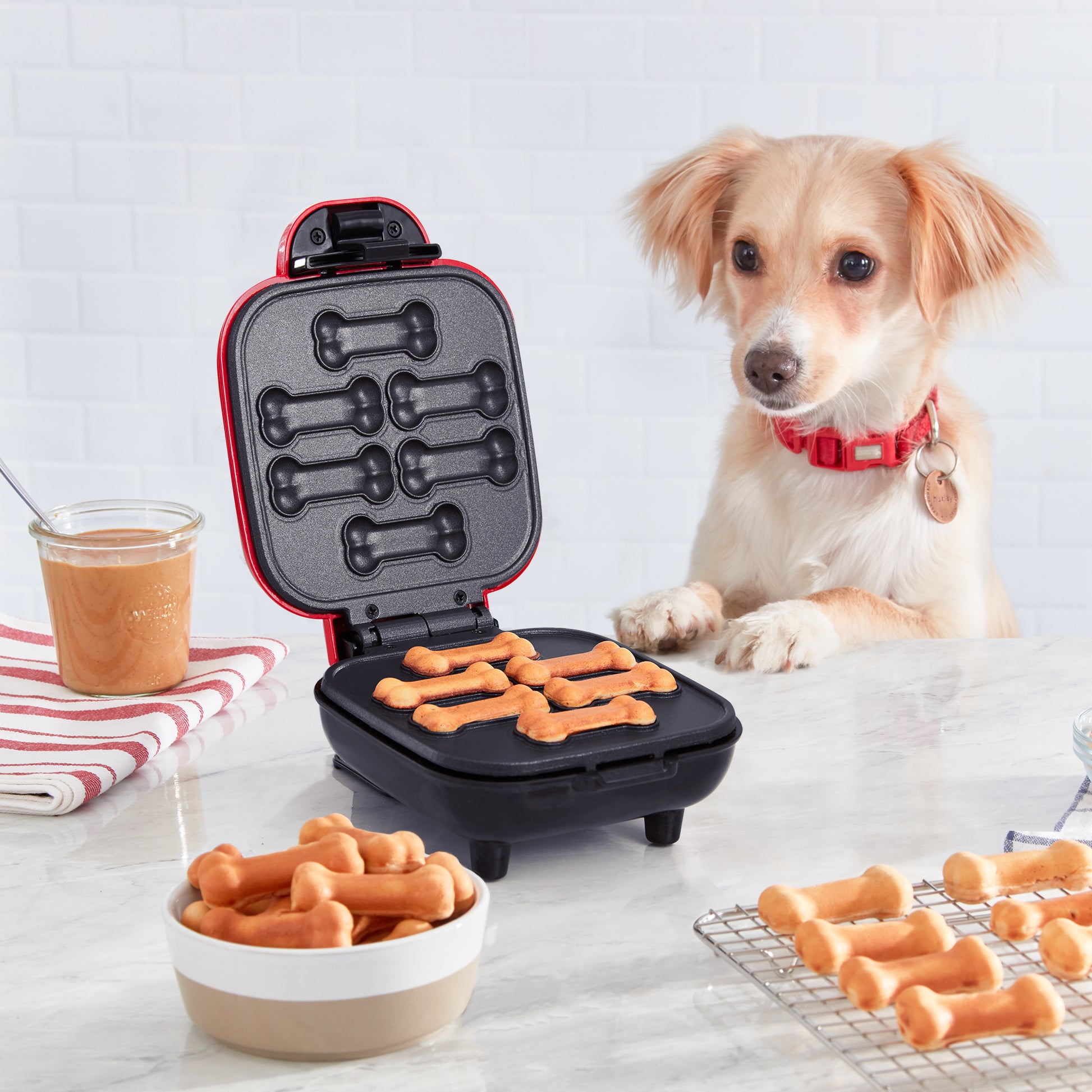 dash dog treat maker