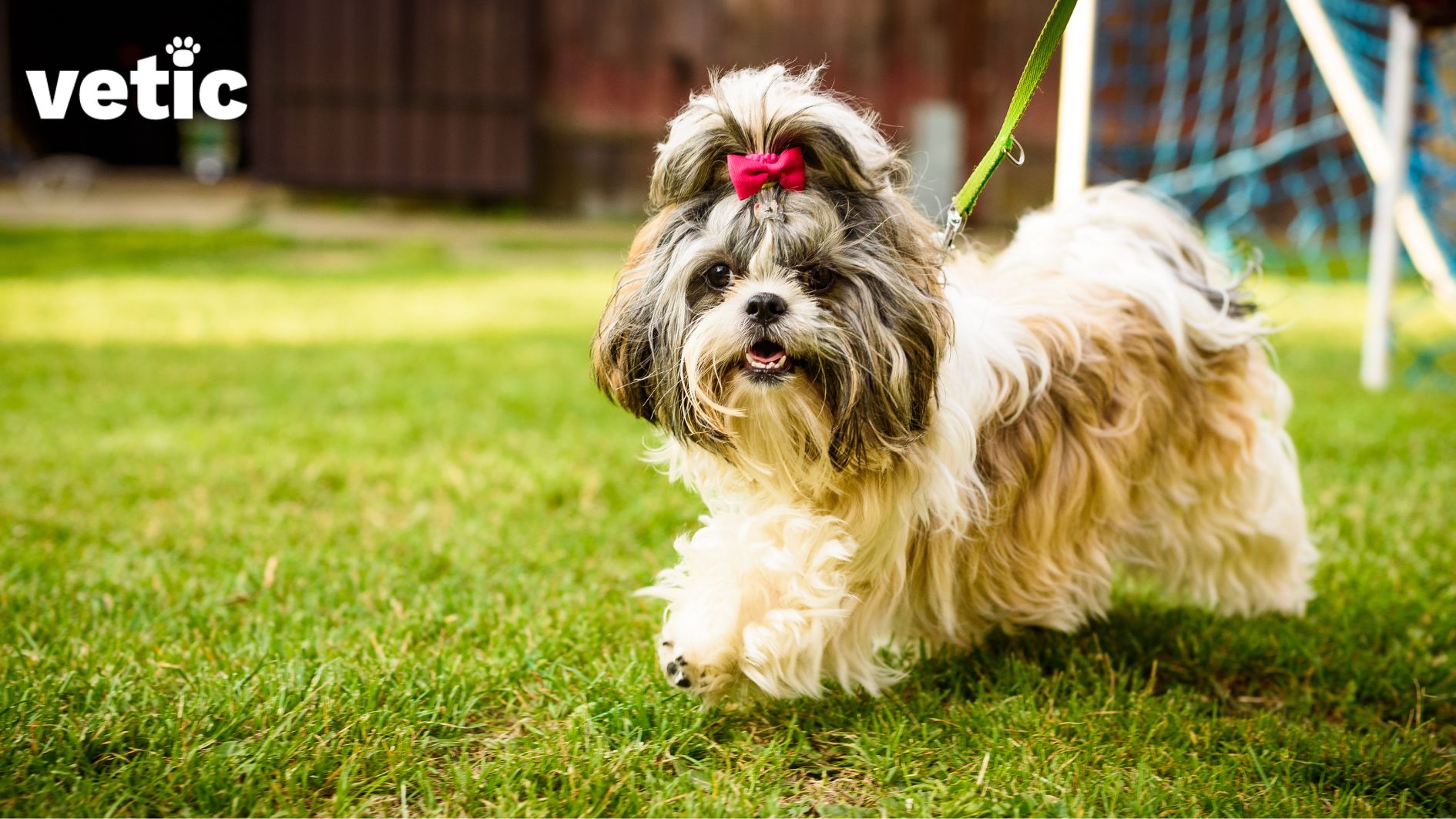 photo of shih tzu