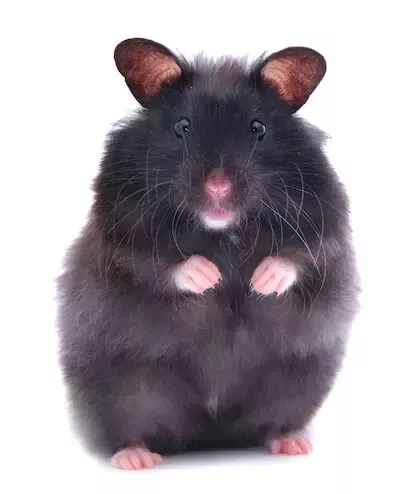 full grown black bear hamster