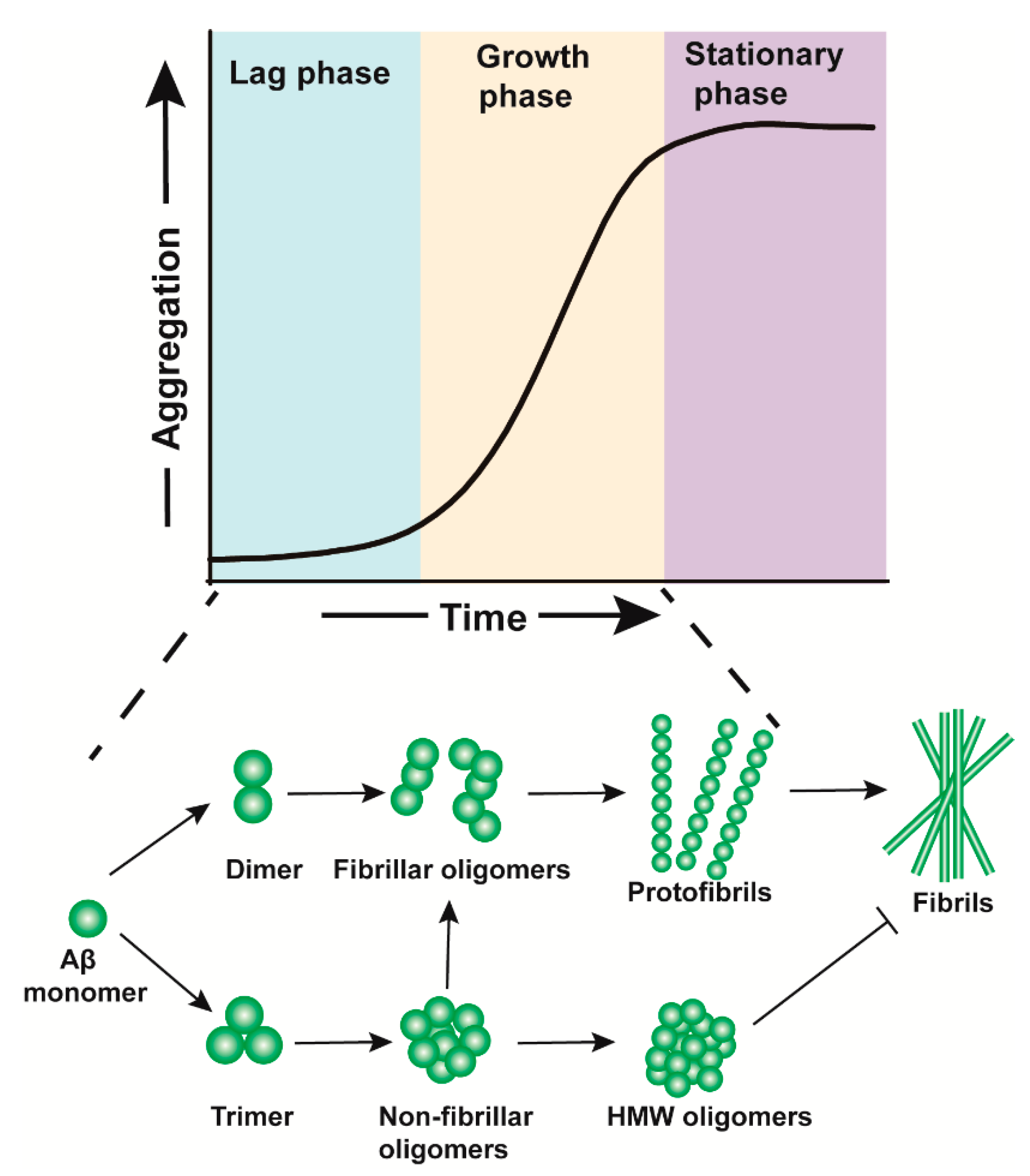 abeta amyloid