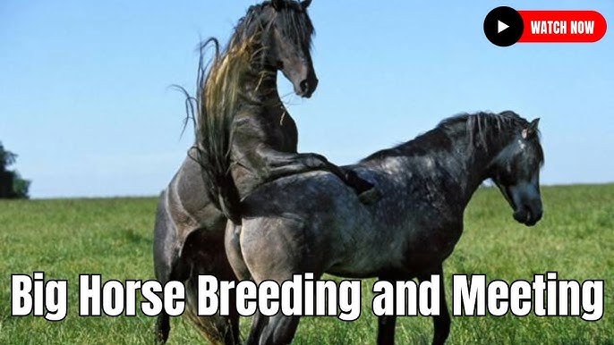 horse breeding close up video