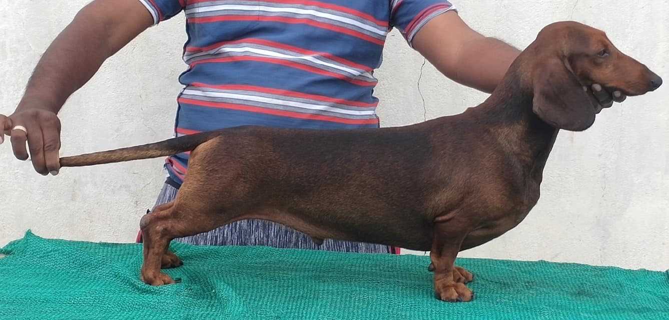 dachshund dog price in punjab