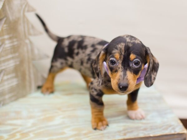 dachshund puppies for sale in kansas