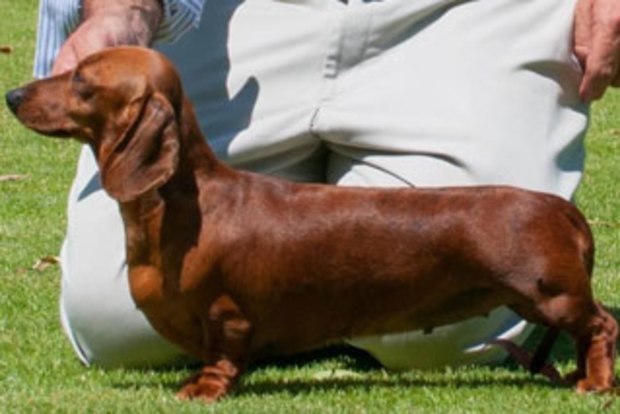 dachshund puppies for sale perth