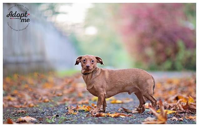 dachshund puppies seattle