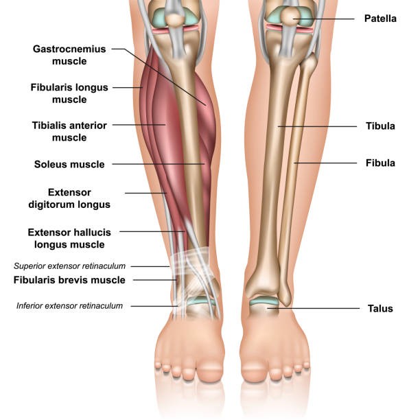 legs anatomy