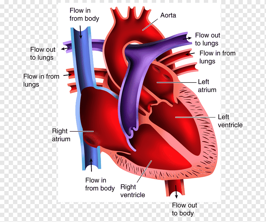 kalp anatomisi çizim