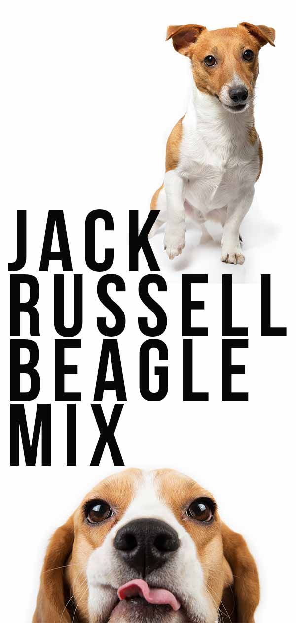 jack russell beagle mix