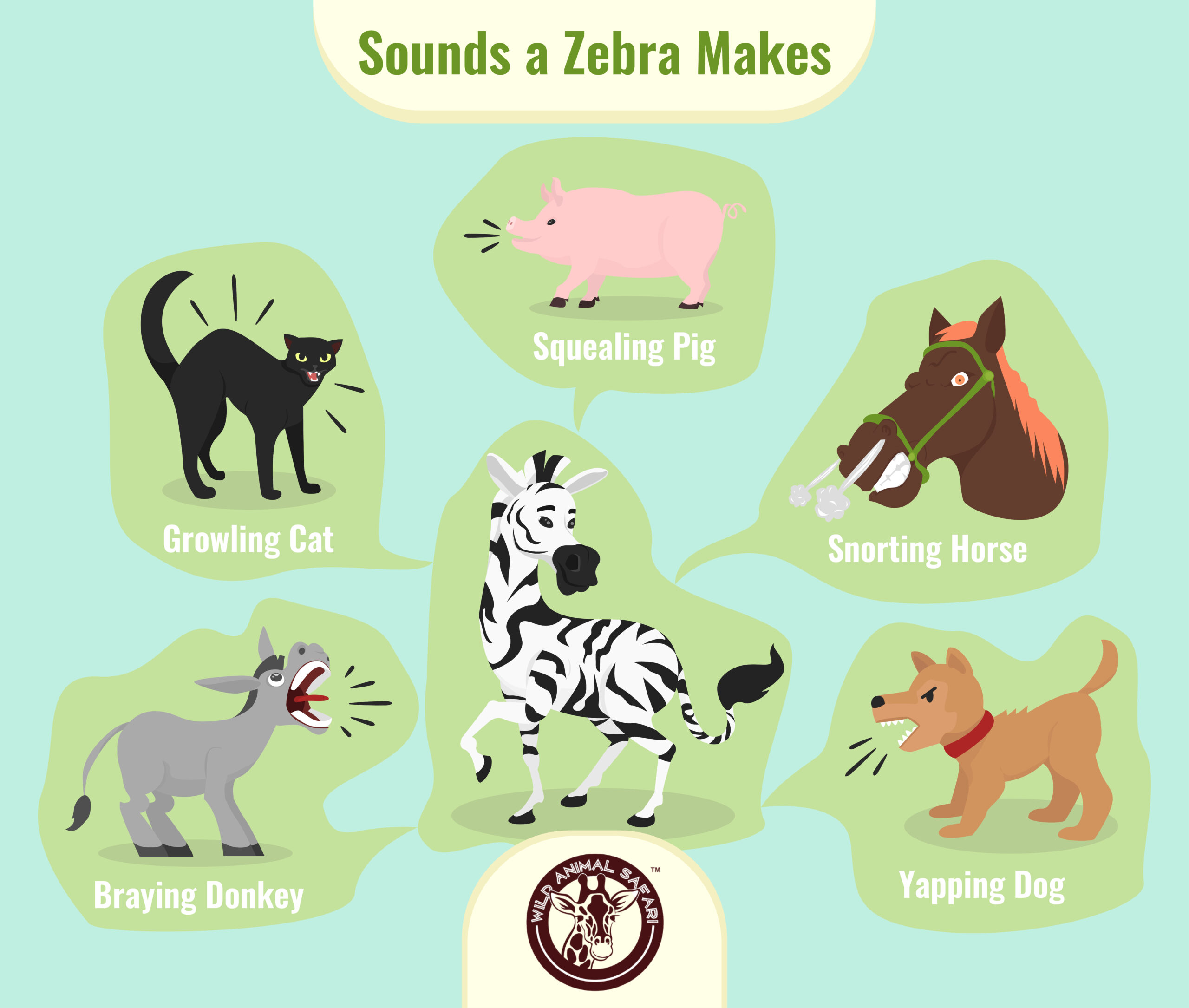 what noises do zebras make