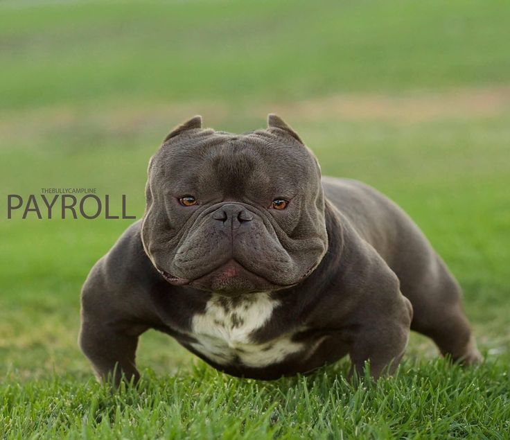 mini bully