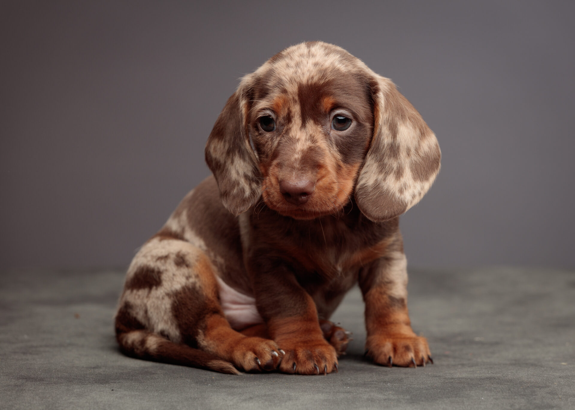 sausage dog puppy