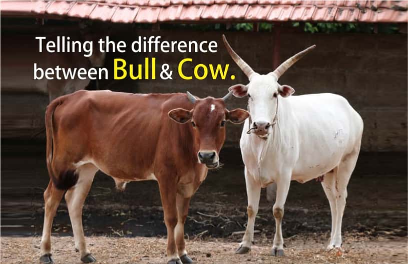 difference ox and bull