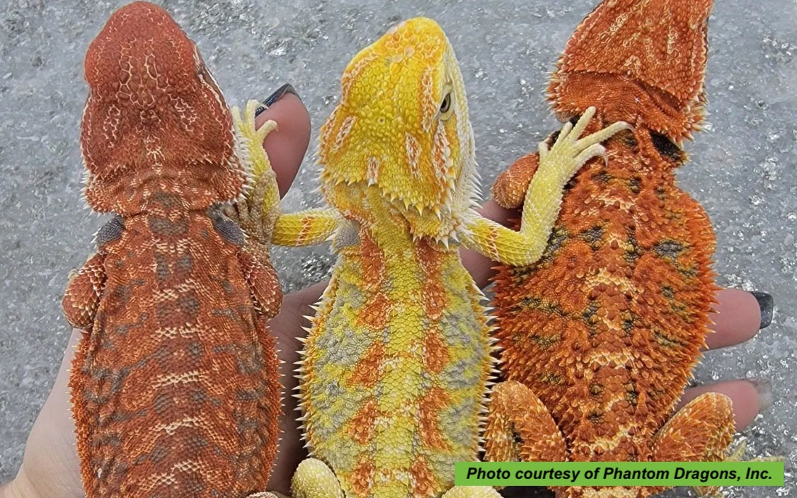 different types of bearded dragons