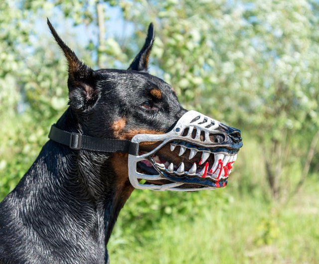 doberman muzzle